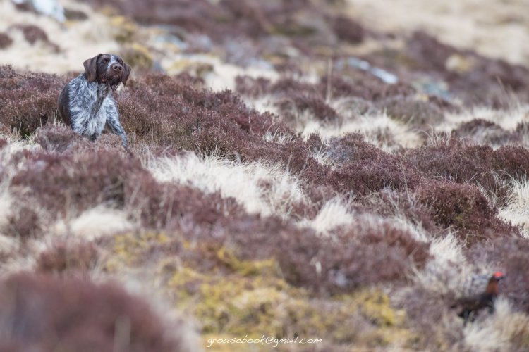 German Wirehaired Pointer Dog on Point in the UK