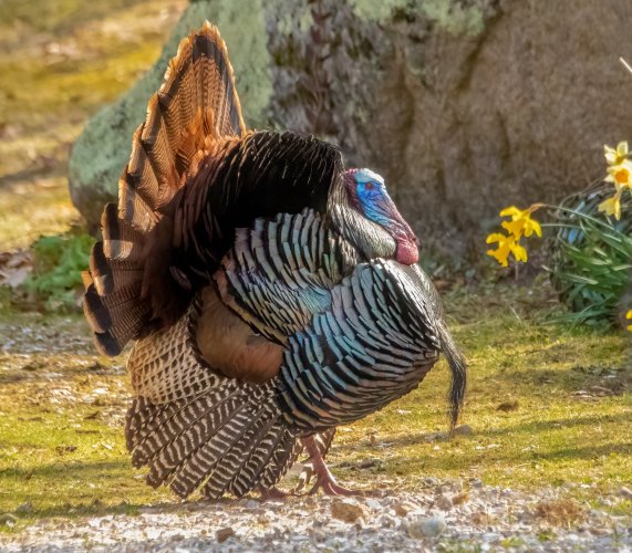 Wild Turkey