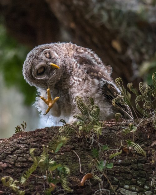 Barred owl fledgling