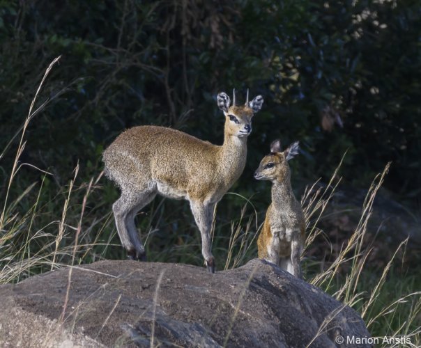 Klipspringer Antelope, the cutest and perhaps the smallest African antelope
