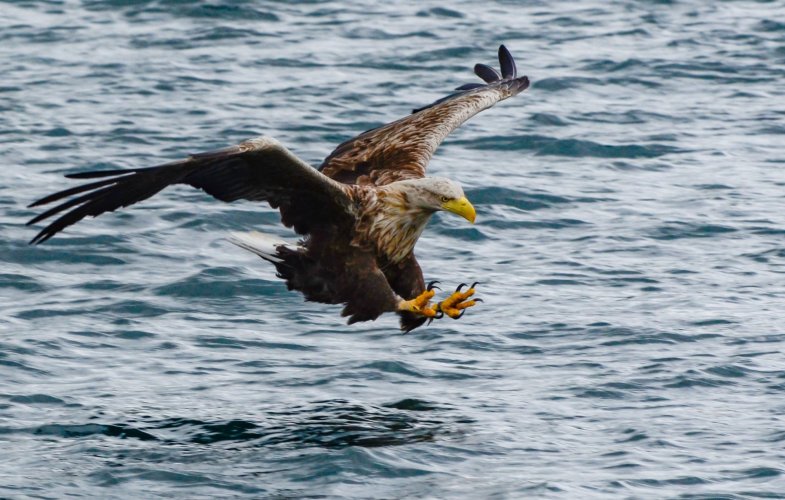 Sea Eagle.