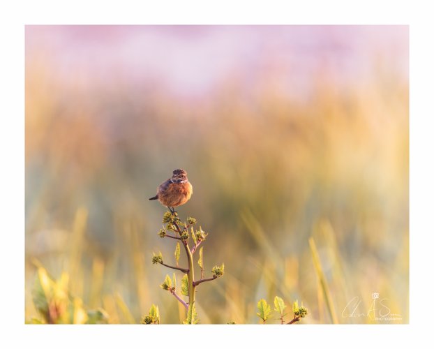 Stonechat at Sunset