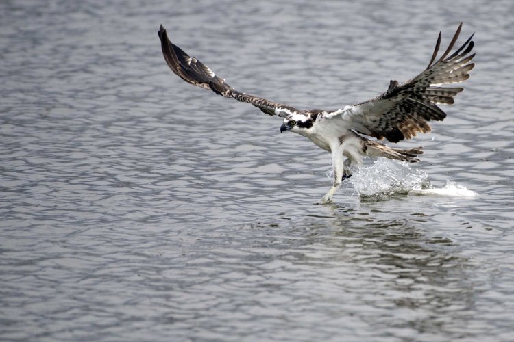 Osprey youngster had difficulty fishing