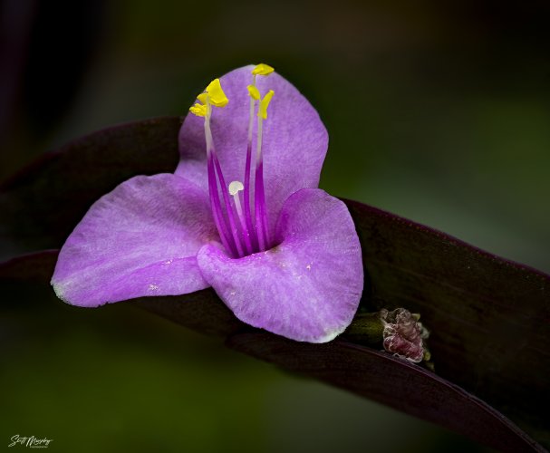 Wandering Jew (Purple Heart) Flower