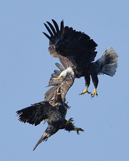 Defending the territory