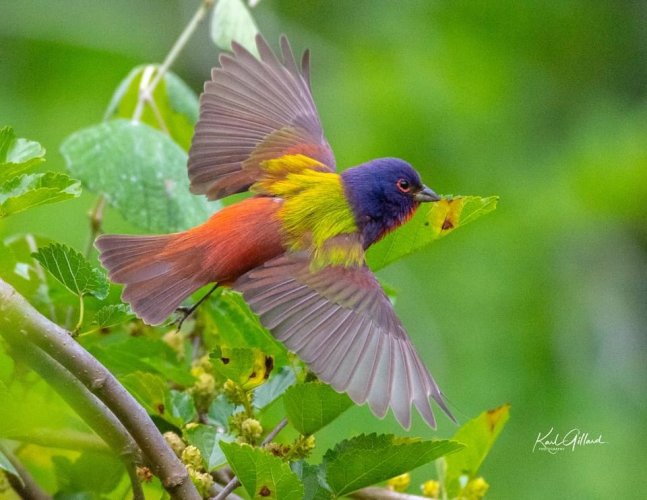 Birds in Flight -- Share your BIF Images