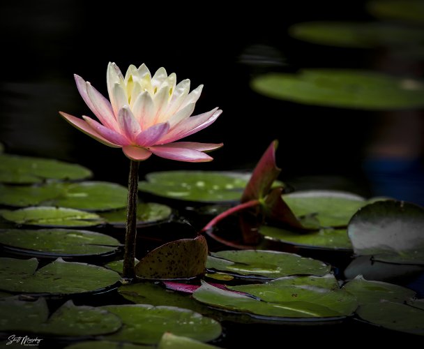 Pink Water Lilly (Nymphaea Alba)