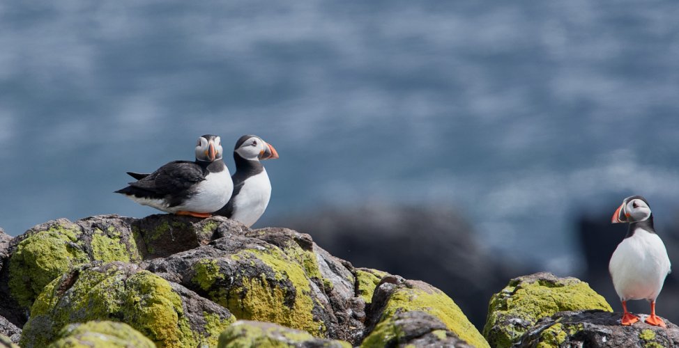 Isle of May Puffins