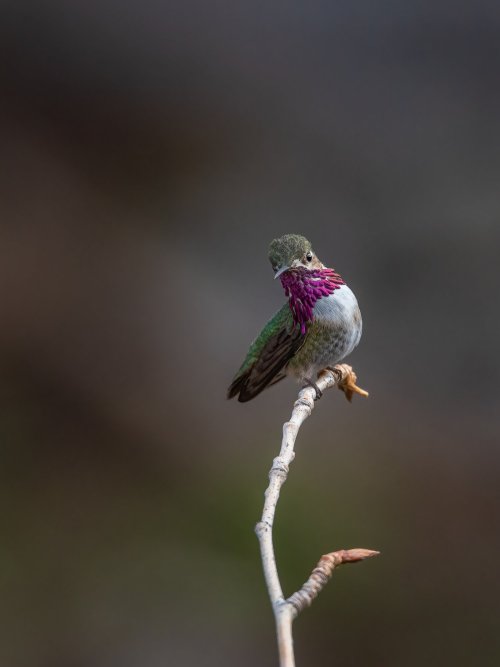 Hello, New to this Forum and Fairly new to Bird Photography