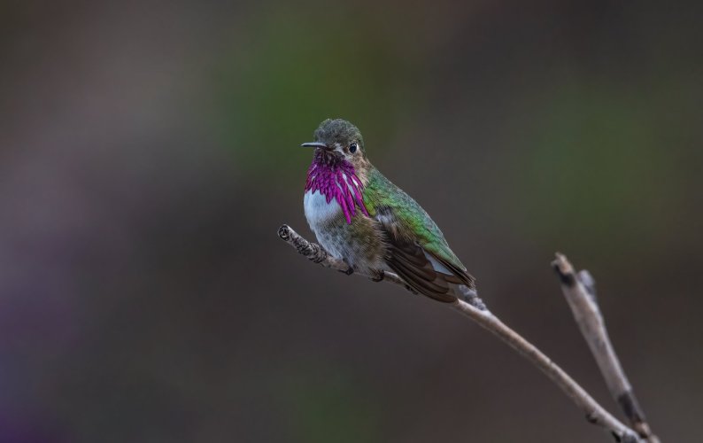 Hello, New to this Forum and Fairly new to Bird Photography
