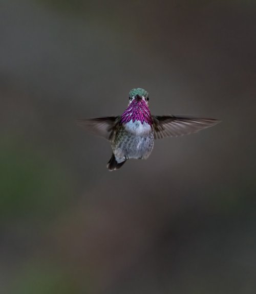 Hello, New to this Forum and Fairly new to Bird Photography