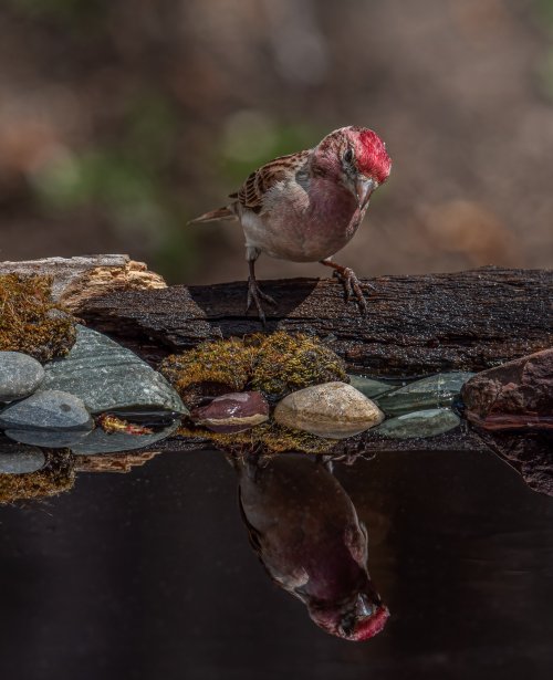 Hello, New to this Forum and Fairly new to Bird Photography