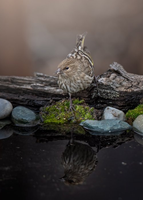Hello, New to this Forum and Fairly new to Bird Photography