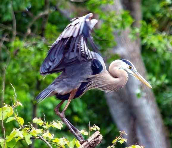 heron taking flight