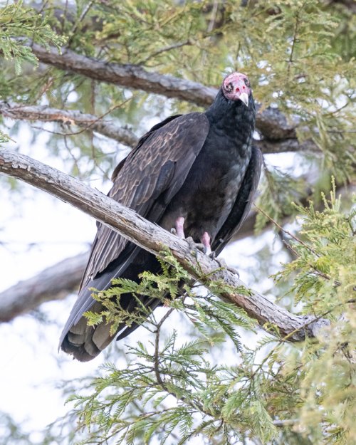 Somehow vultures got me interested in photographing birds