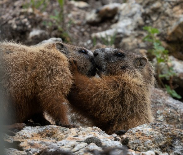 Kissing Marmots!