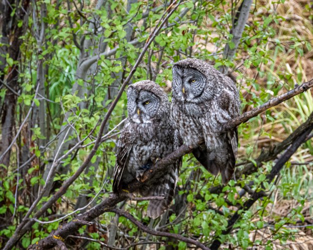 Great Gray Owls Together