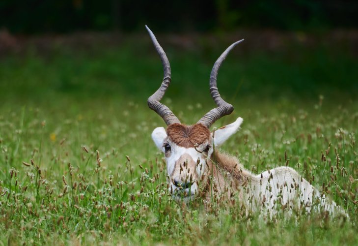Is this a Gazelle?