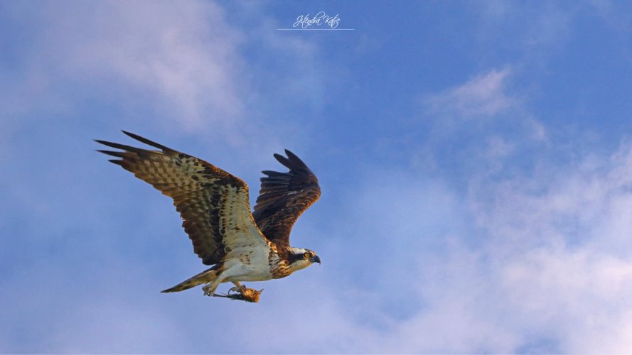 Osprey in flight with kill