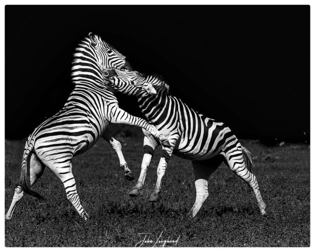 Zebra’s fighting for dominance and the defeated