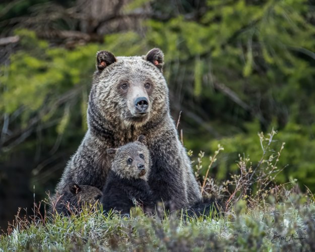 Grizzly #793 with cubs