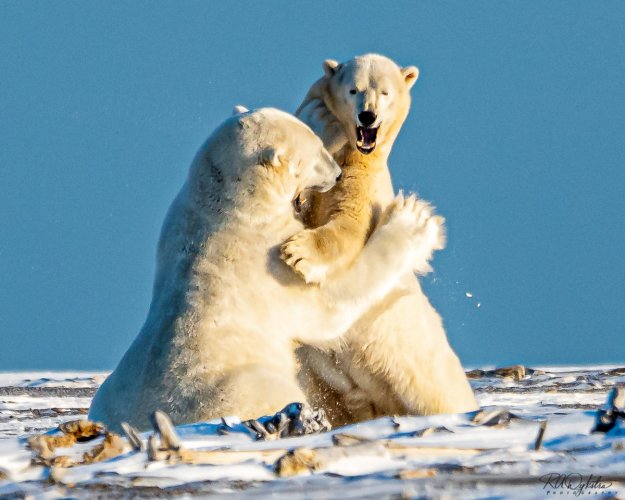 Polar Bears in Alaska