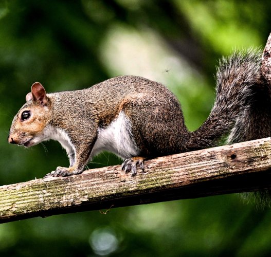 Backyard Wildlife photos