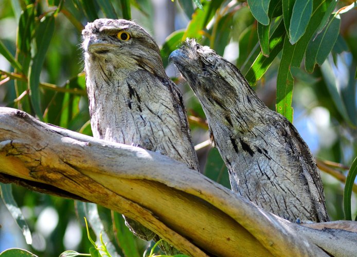 Tawny Frogmouths......