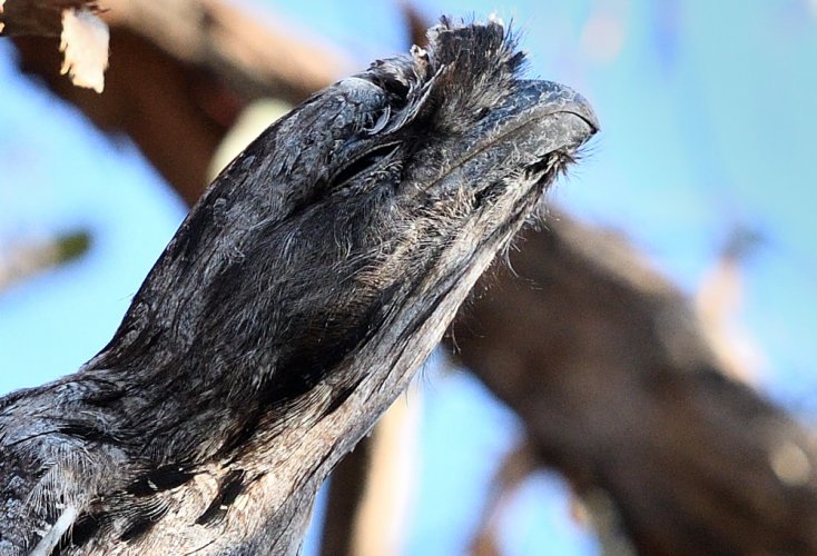 Tawny Frogmouths......