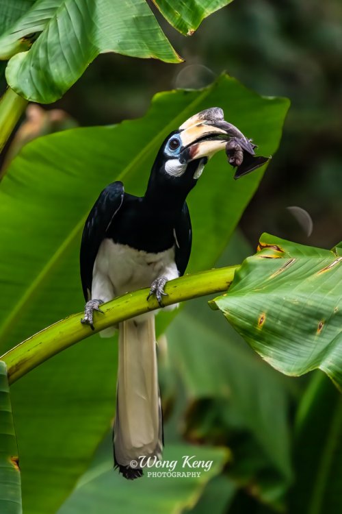 Oriental Pied Hornbill's Dinner Menu