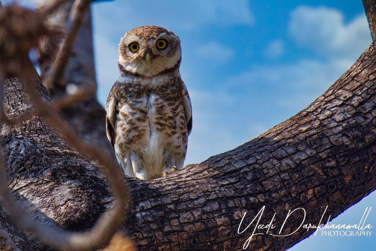 Juvenile Spotted Owlet (Athene Brama)