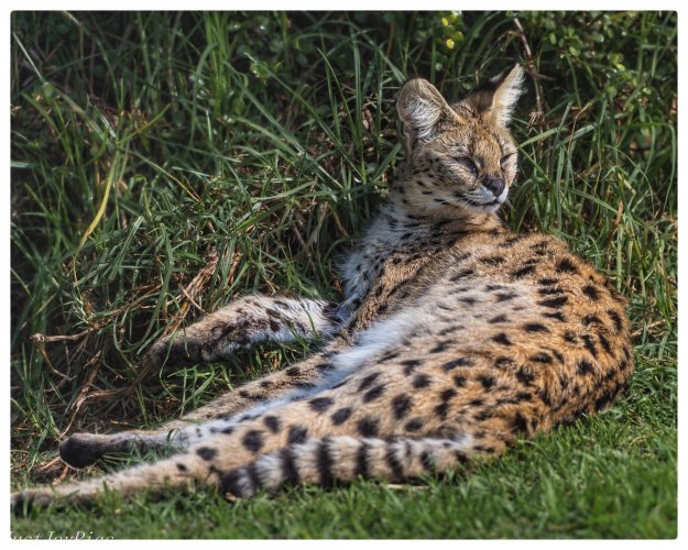 Serval warming in the early sun