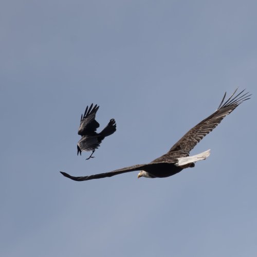 Eagle and Great Blue Heron show.