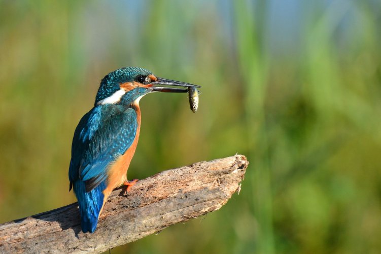 Kingfisher with prey - Holland