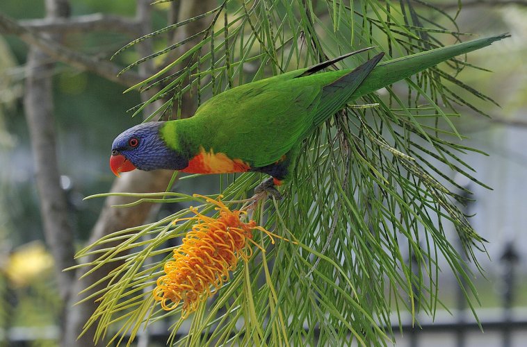 Rainbow Lorikeet.