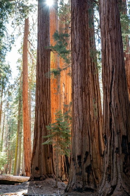 Sequoias aglow—Sequoia NP