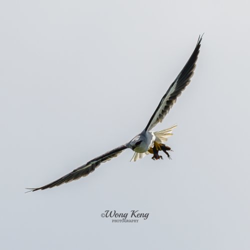 Black-winged Kite