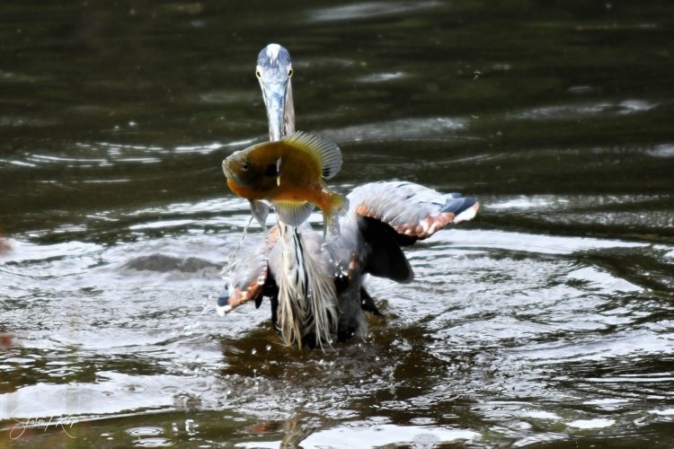 Great Blue Heron