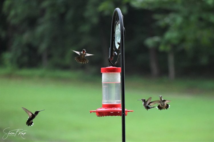 Hummingbirds