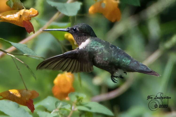 Hummingbird in Cades Cove