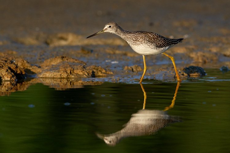 Yellowlegs