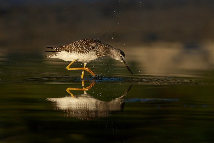 Yellowlegs