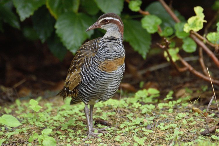 Buff Banded Rail...