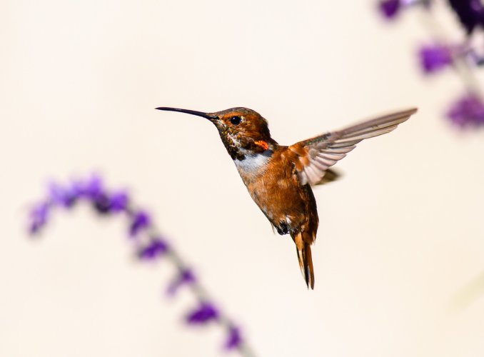 Urban hummingbird