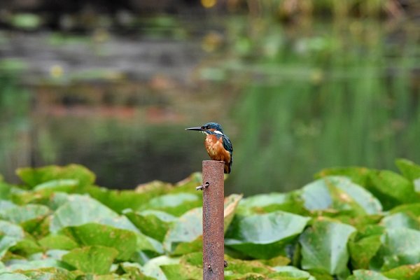 Kingfisher.