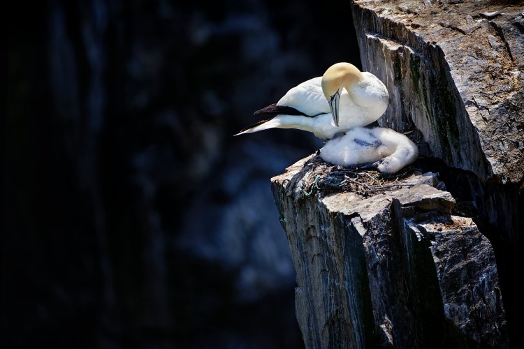 Northern Gannet and Young