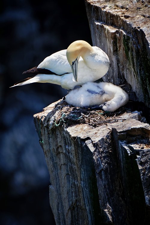 Northern Gannet and Young
