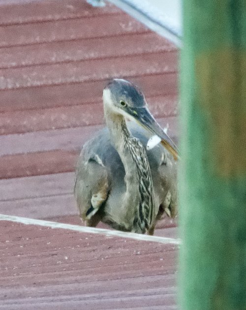 Blue heron flips a fish to swallow