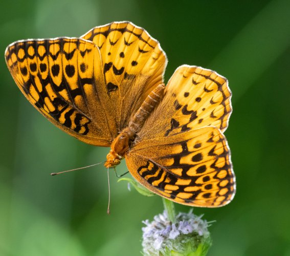It's the start of butterfly season in the mid-west!