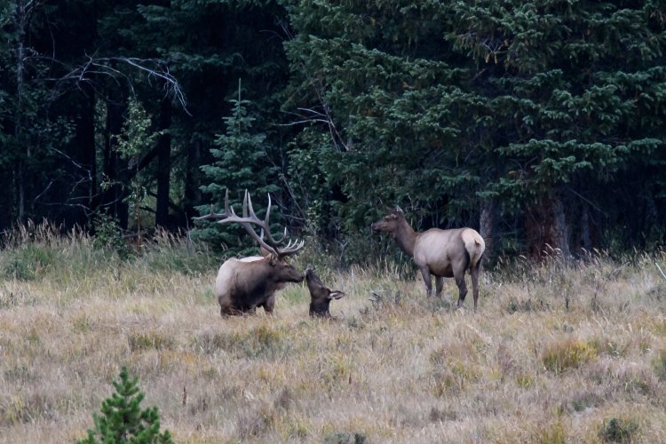 Eastern Elk - Share Your Elk Photos!